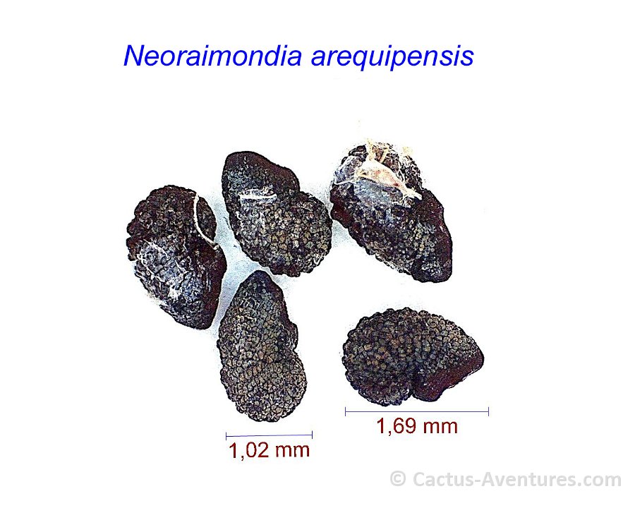 Neoraimondia arequipensis